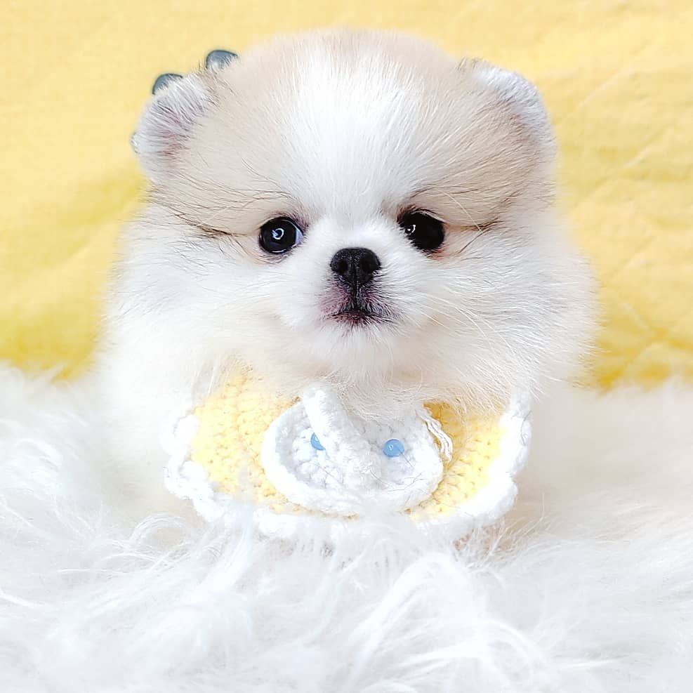 Pomeranian 博美
