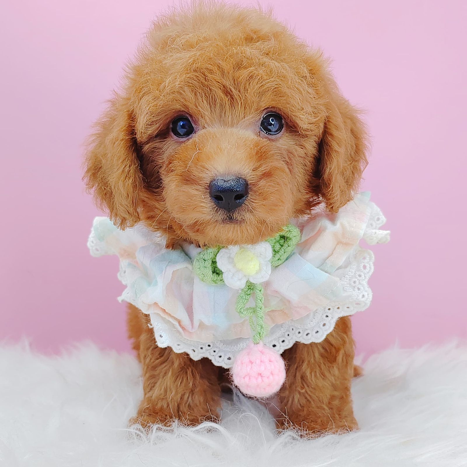 Poodle 璐靛娉拌开