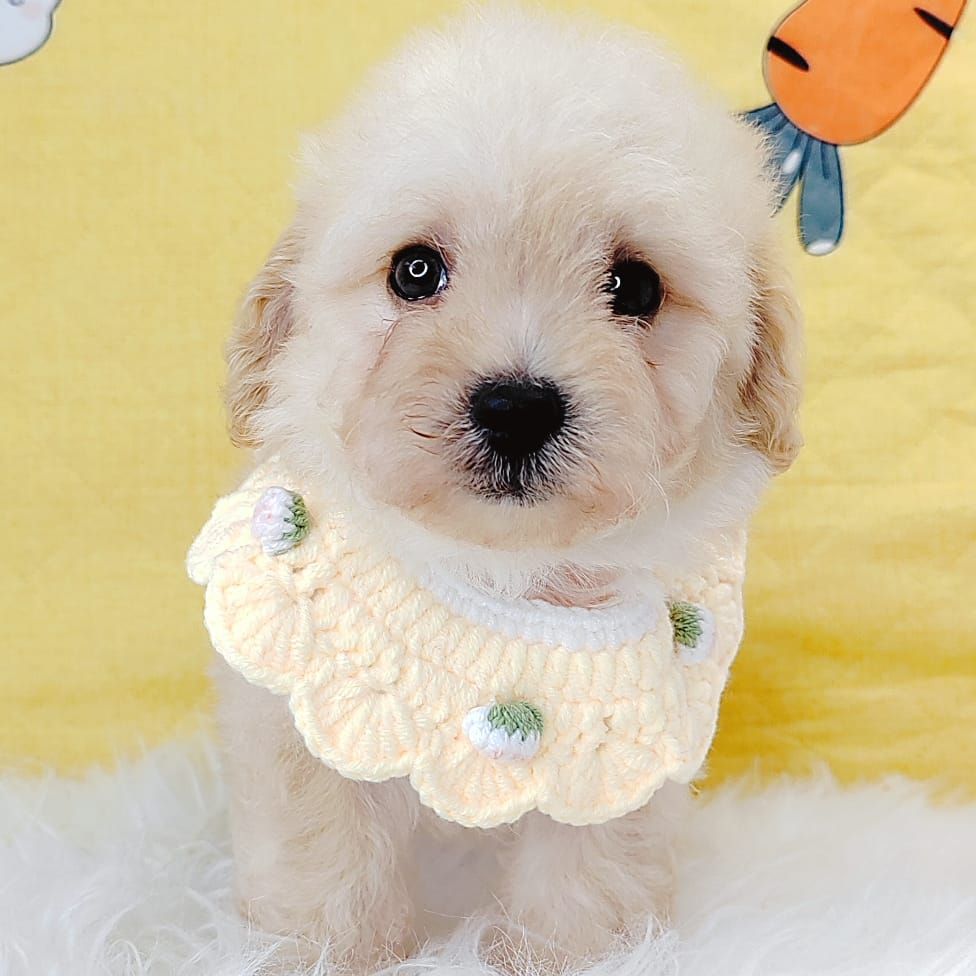 Poodle 娉拌开璐靛