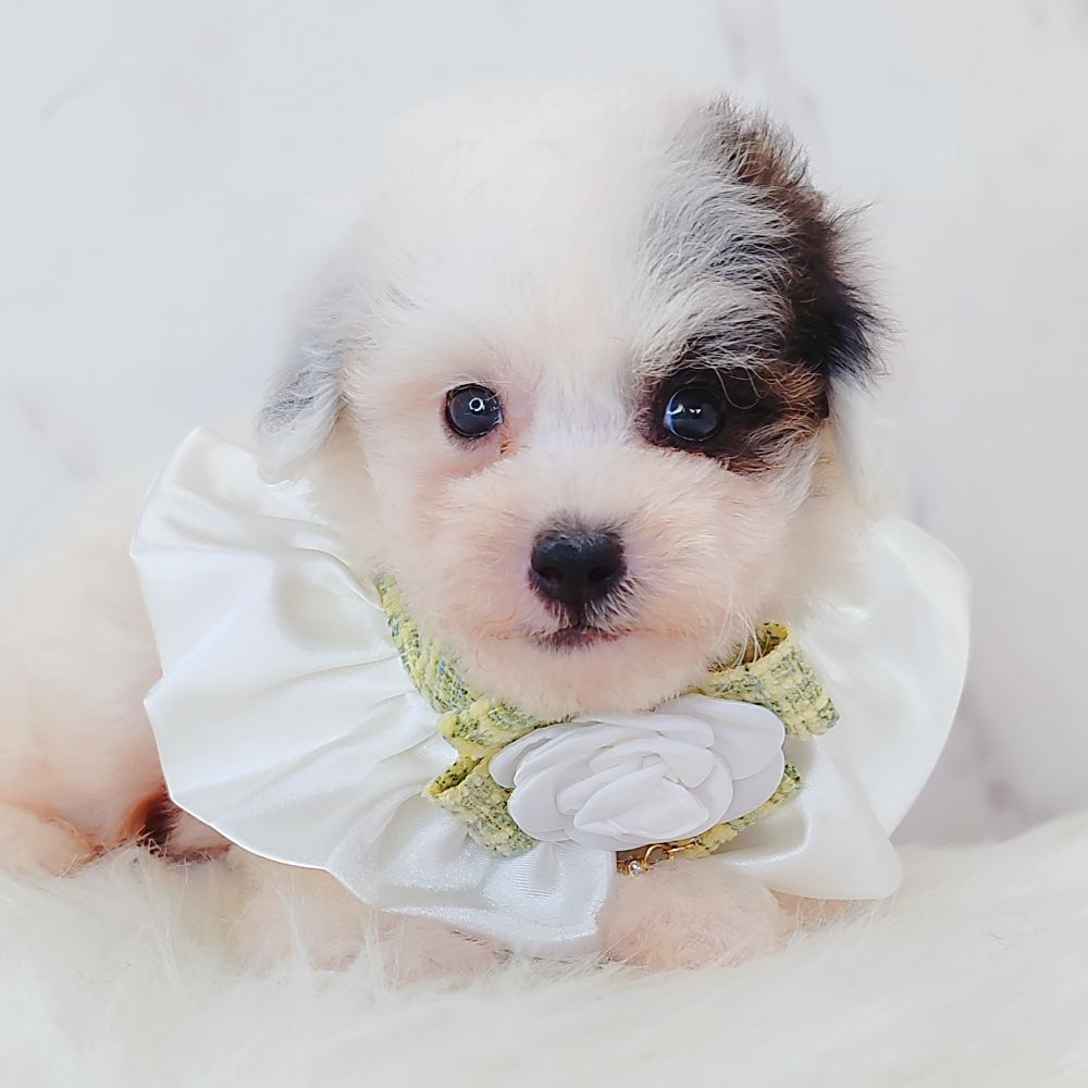 Poodle 娉拌开璐靛