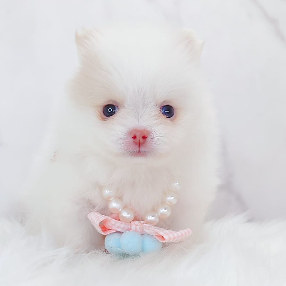 Pomeranian 博美