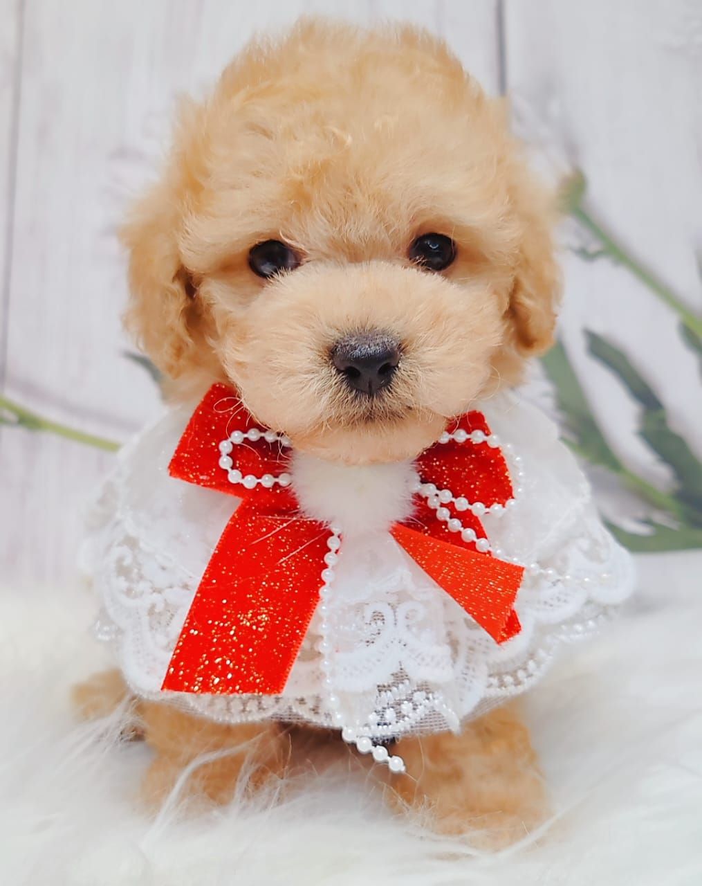 Poodle 娉拌开璐靛
