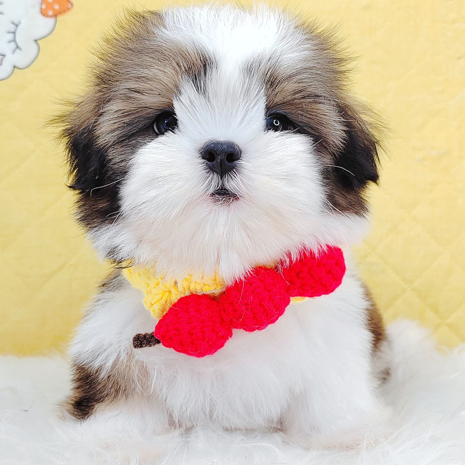 Shih Tzu 西施