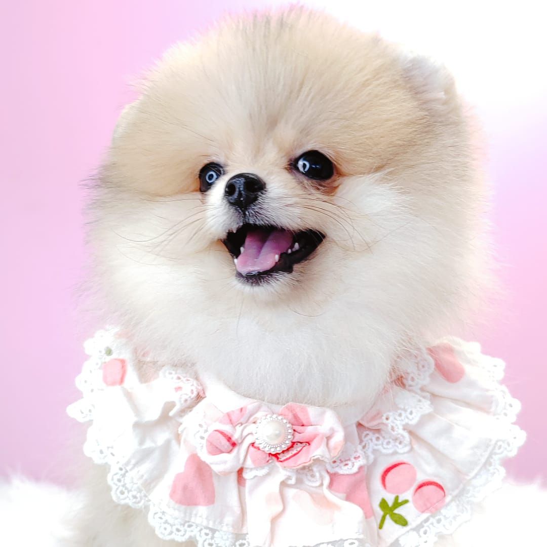 Pomeranian 博美