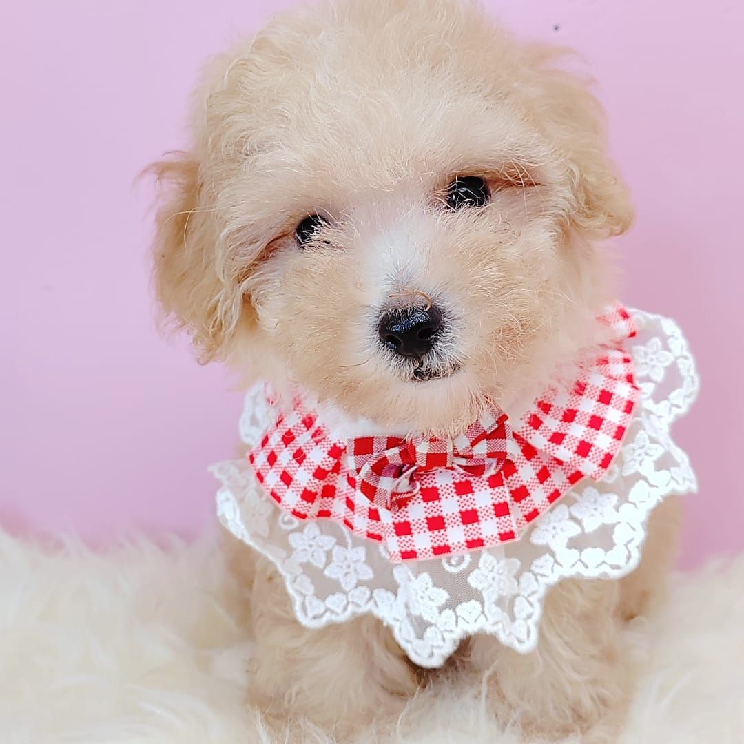Poodle 娉拌开璐靛