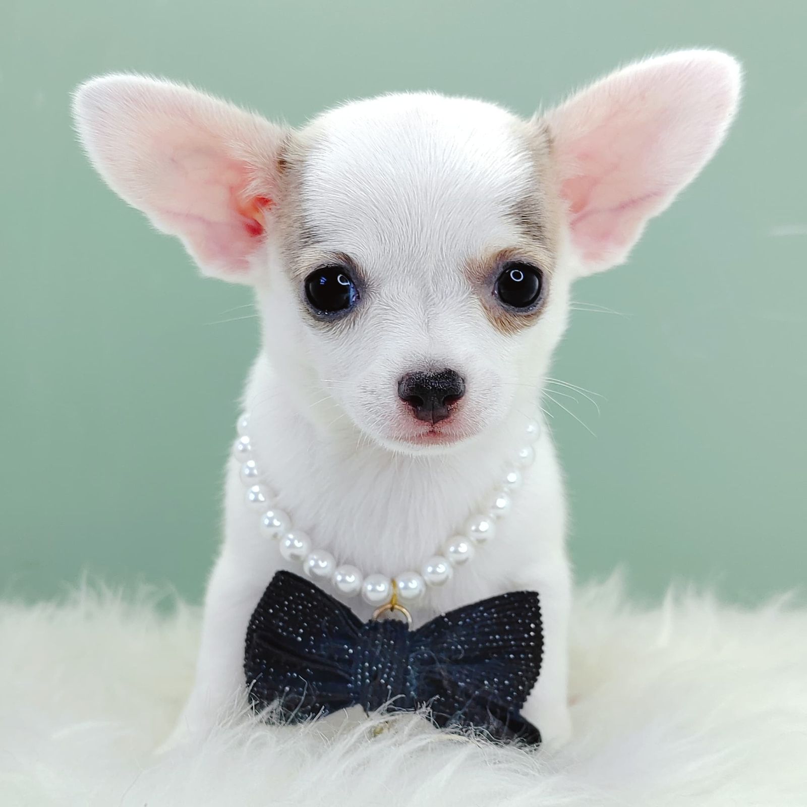 Chihuahua 吉娃娃