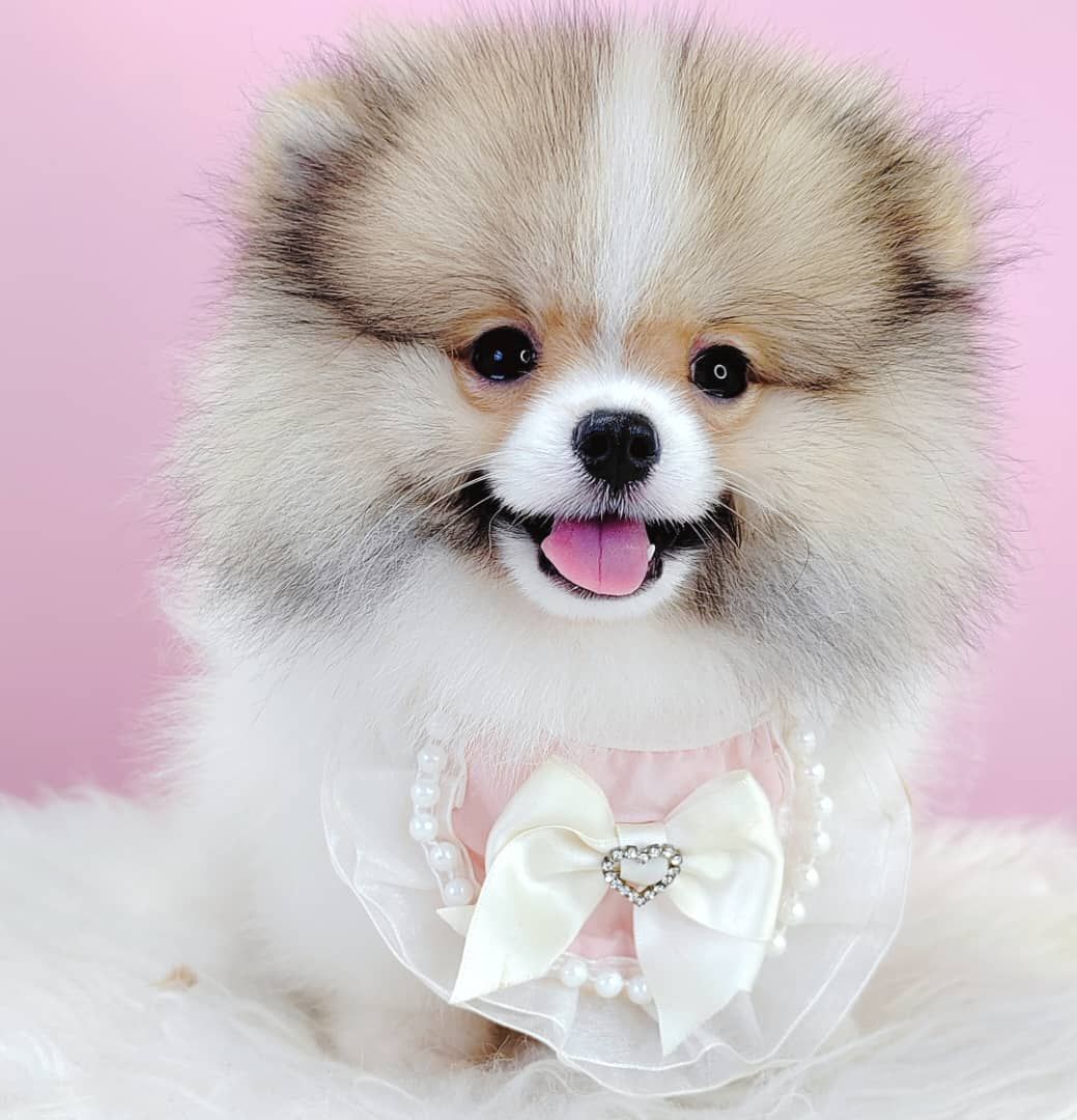 Pomeranian 博美