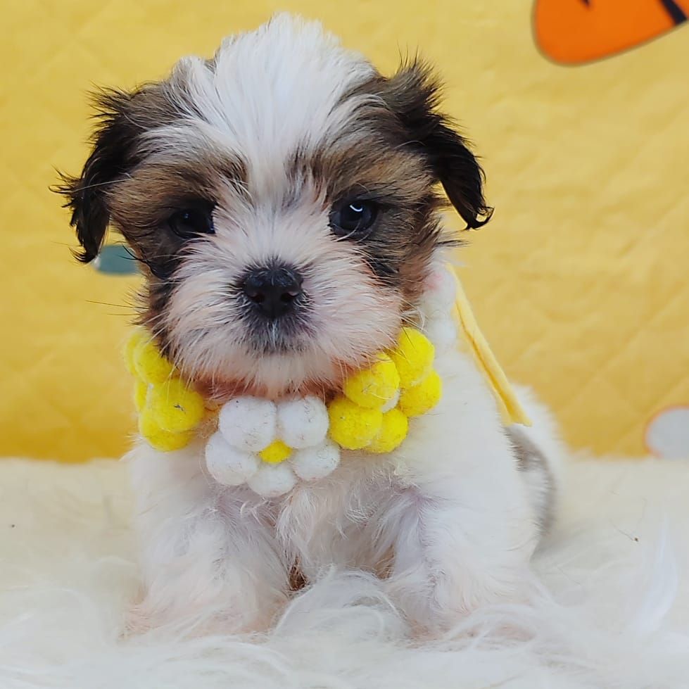 Shih Tzu 西施