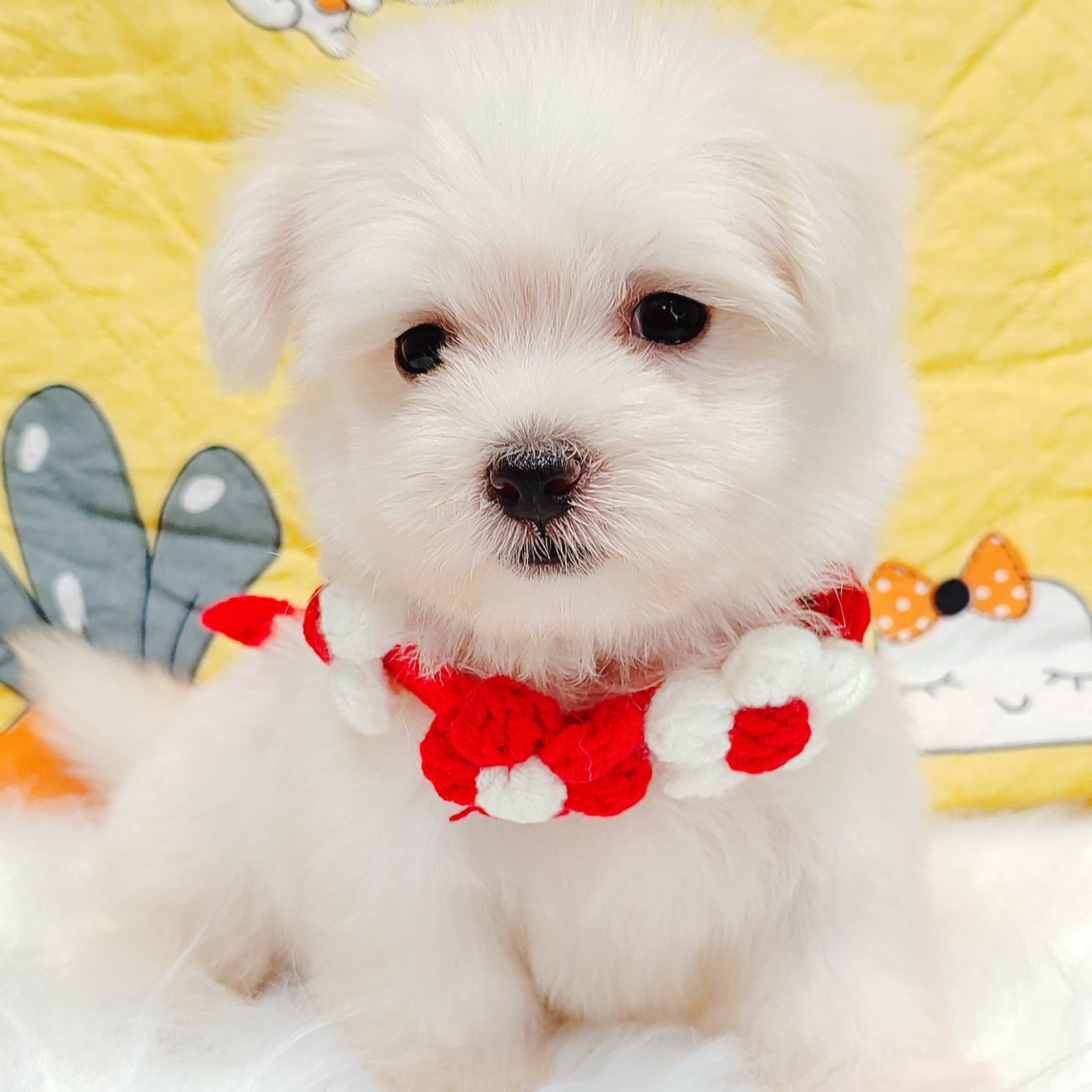 Maltese 马尔济斯