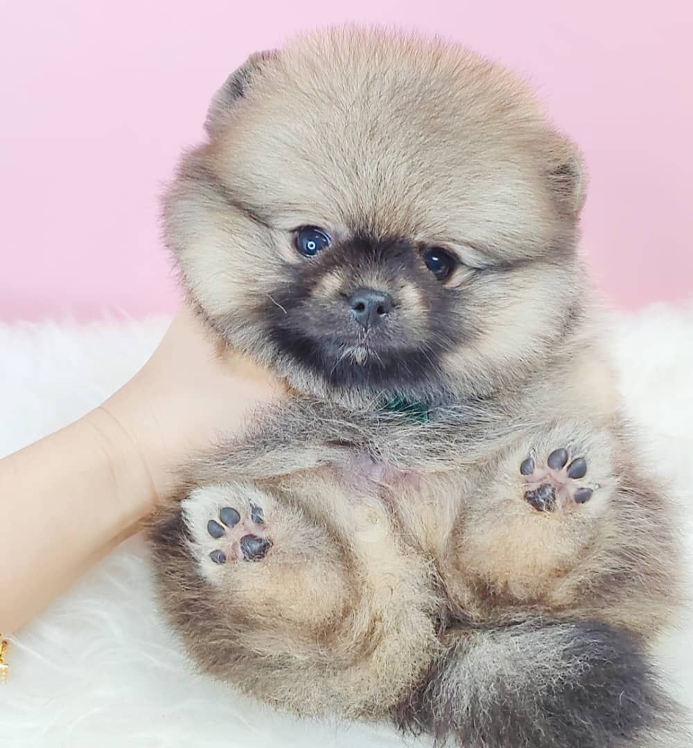 Pomeranian 博美