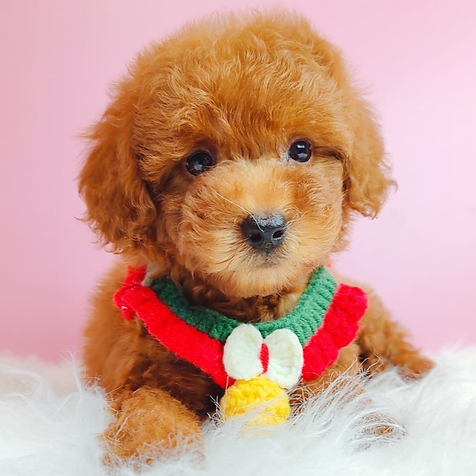 Poodle 娉拌开璐靛