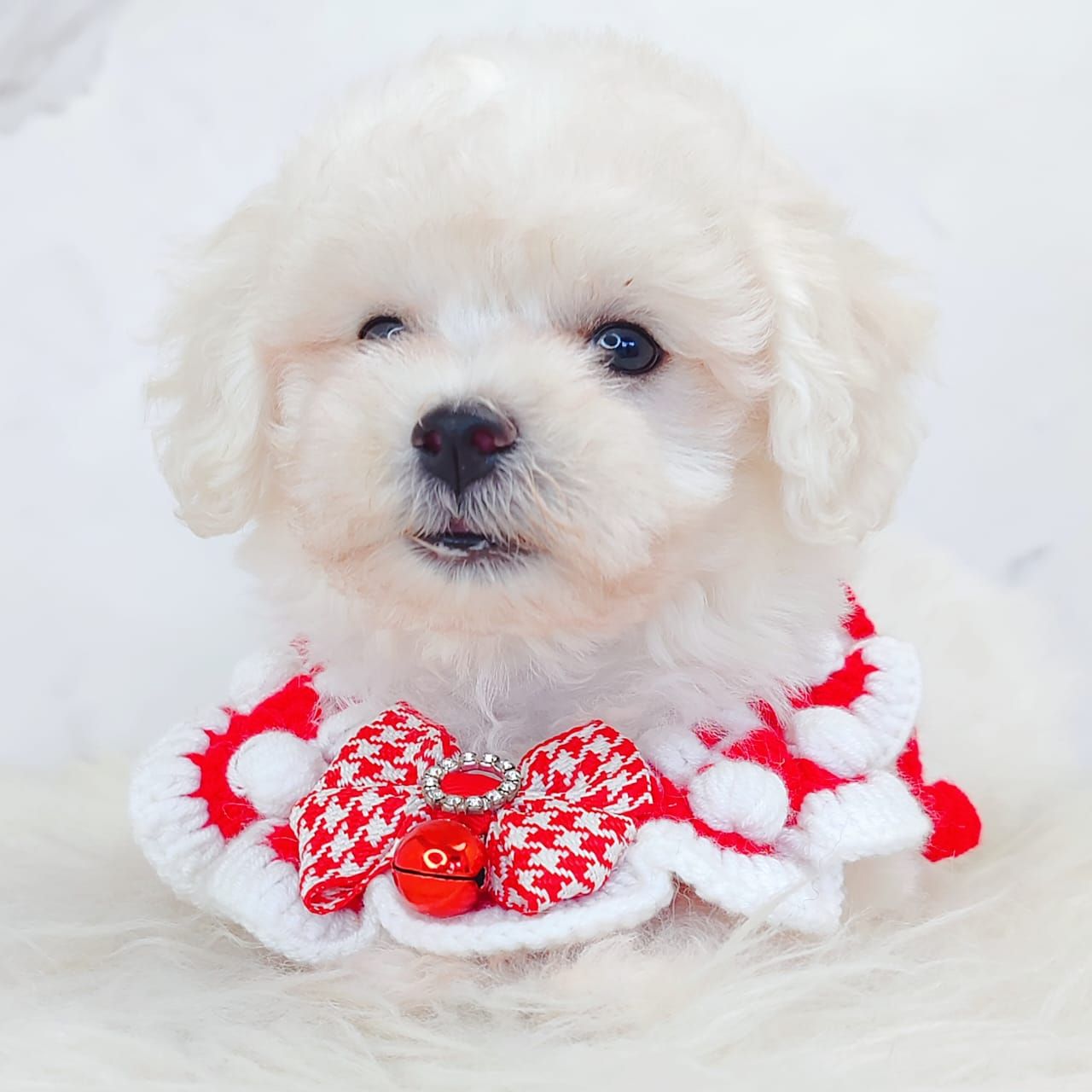 Maltipoo 马尔泰迪
