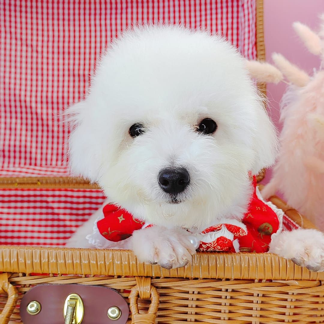 Poodle 娉拌开璐靛