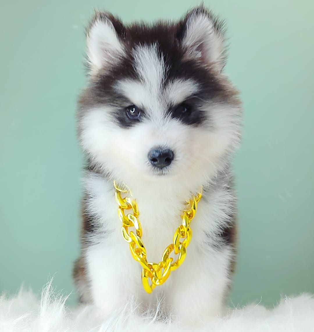 Wooly Husky 哈士奇