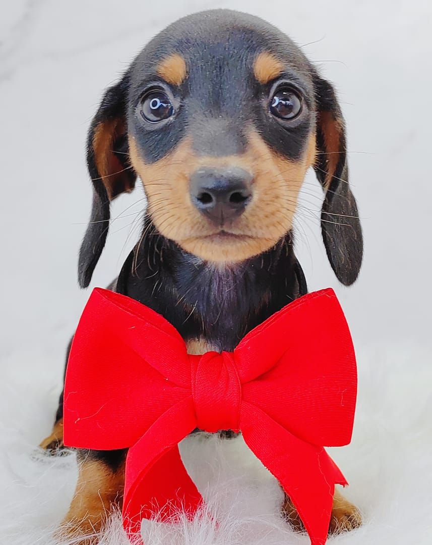 Dachshund 腊肠狗