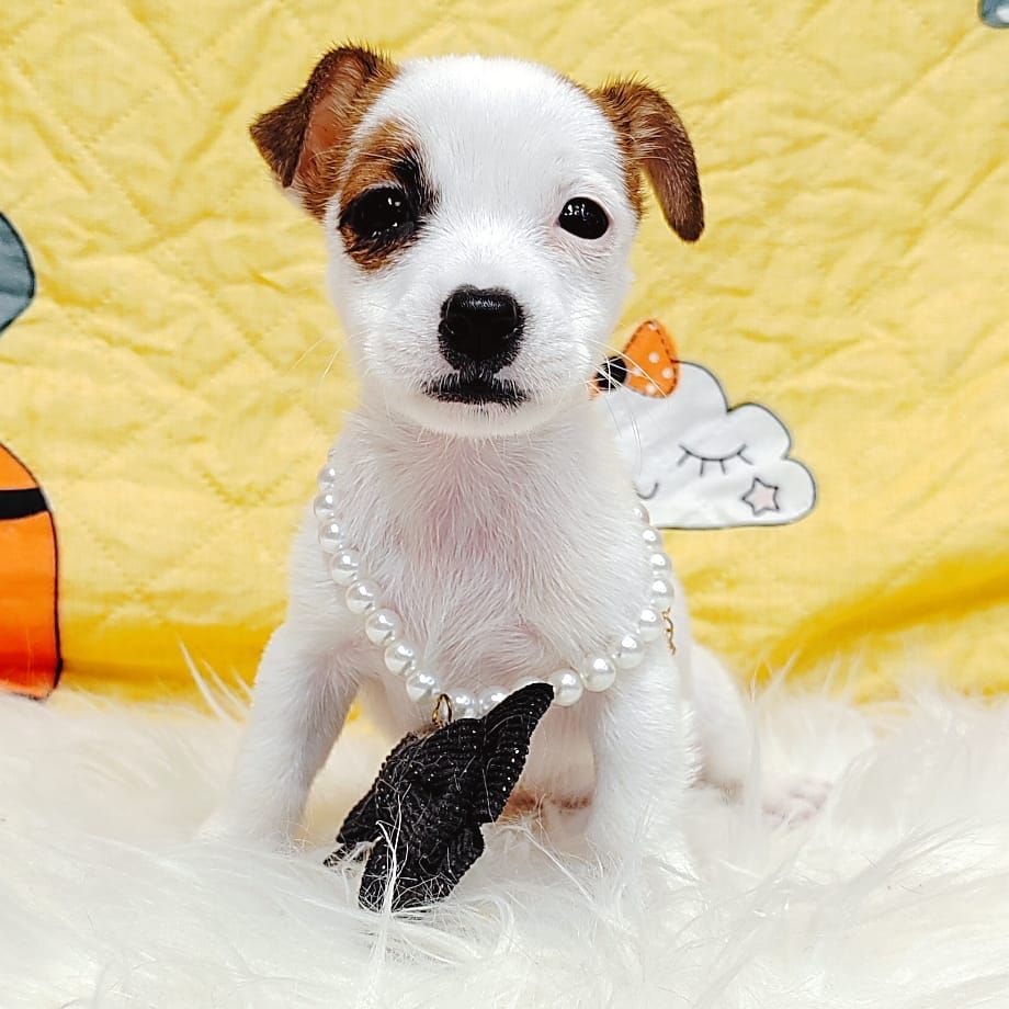 Jack Russell Terrier 杰克罗素梗