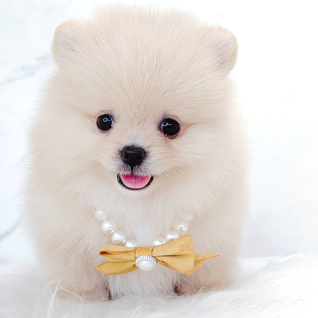 Pomeranian 博美