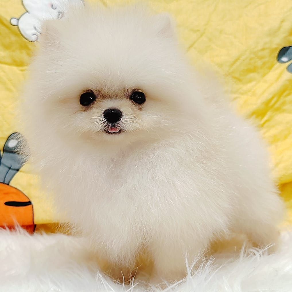 Pomeranian 博美