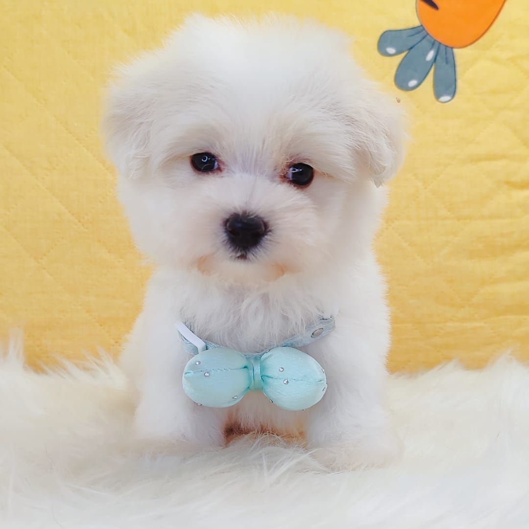 Maltipoo 马尔泰迪