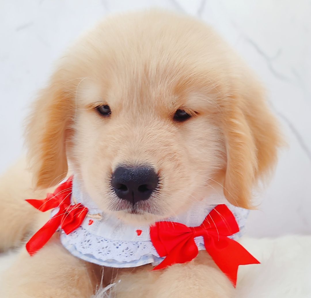 Golden Retriever 黄金猎犬