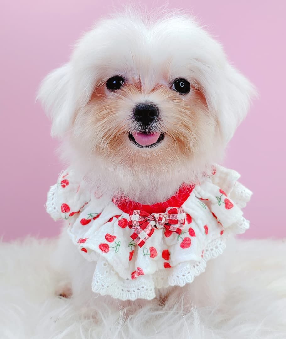 Maltese 马尔济斯