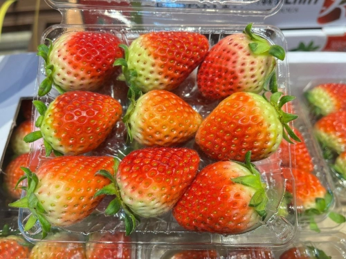 Korea Premium Strawberry