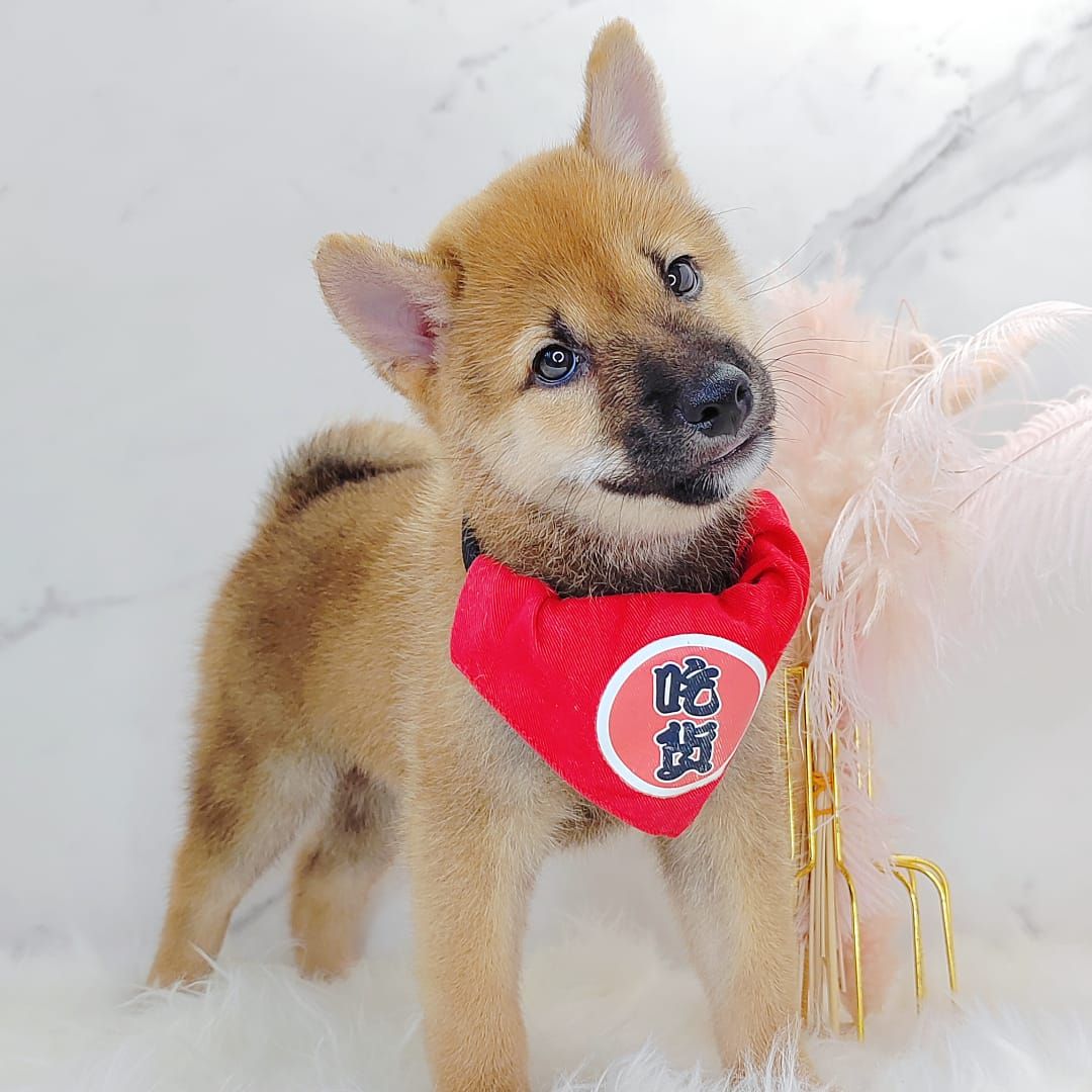 Shiba Inu 柴犬