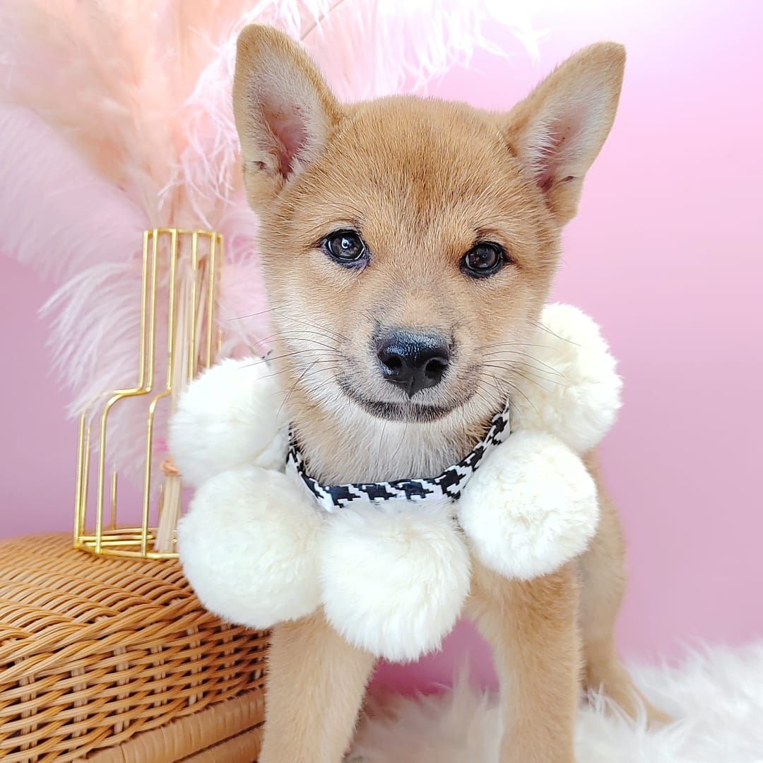 Shiba Inu 柴犬