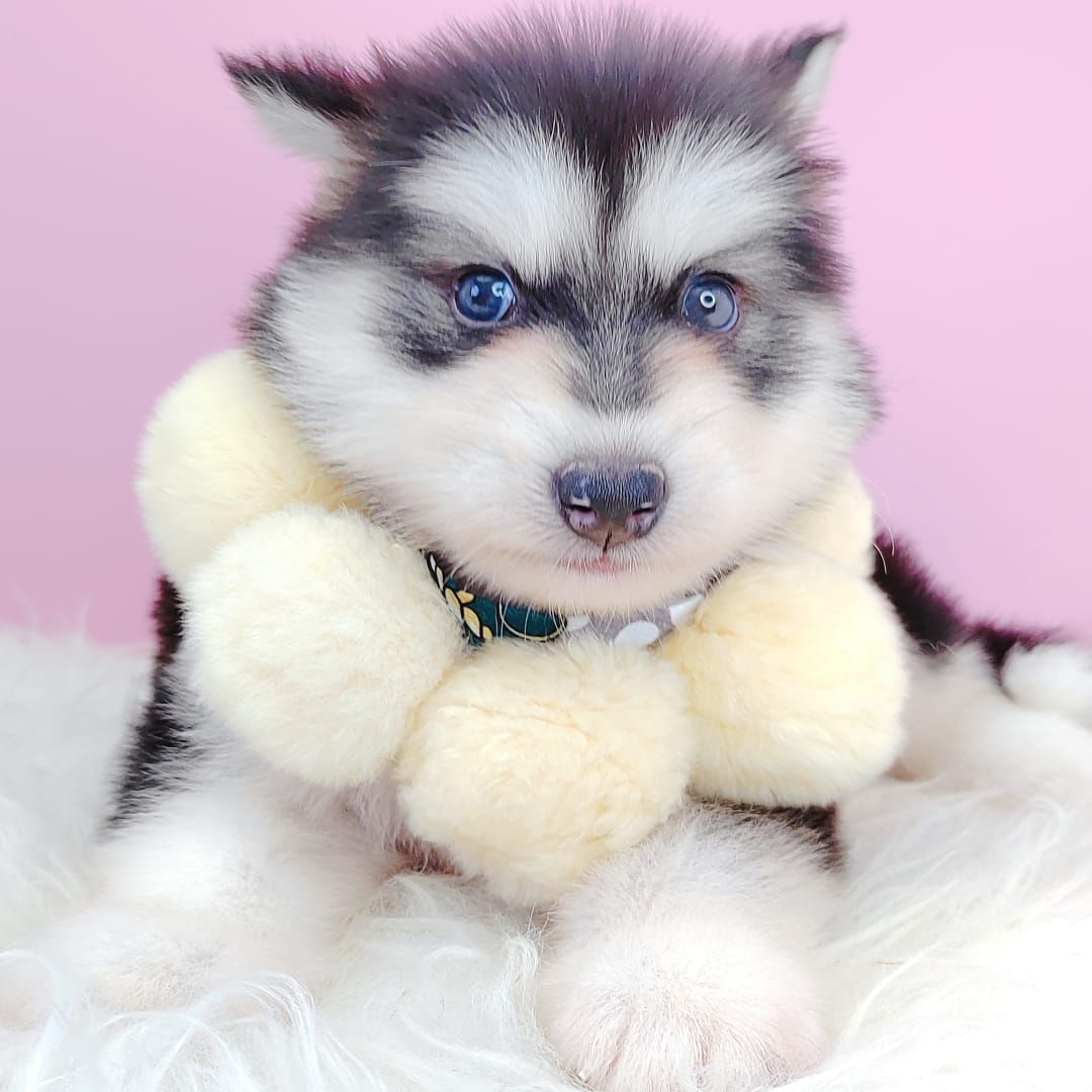 Wooly Alaskan 长毛哈士奇