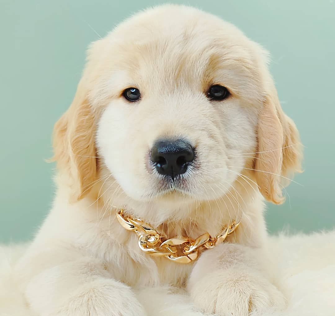 Golden Retriever 黄金猎犬