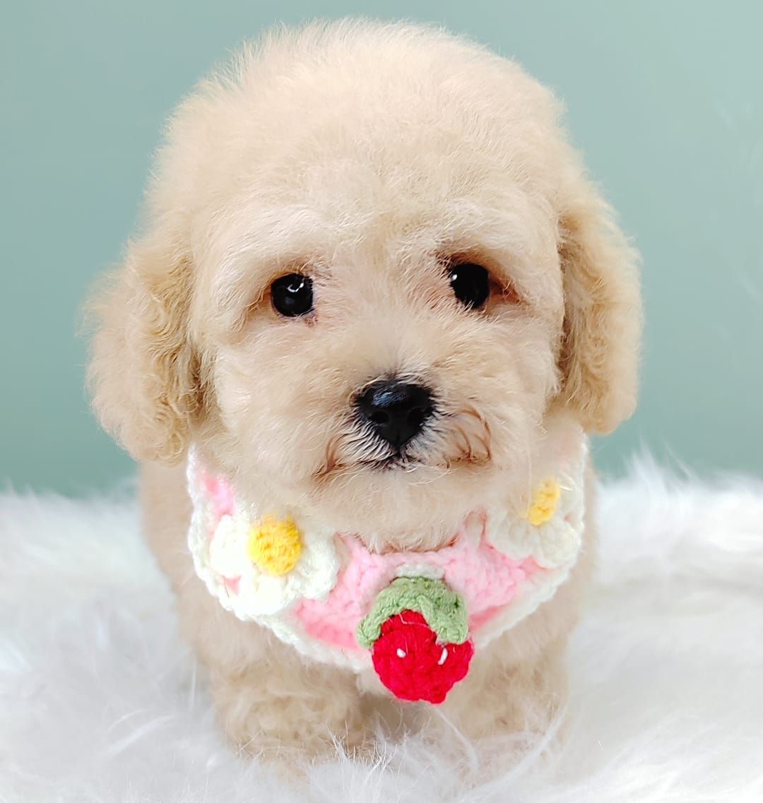 Poodle 娉拌开璐靛