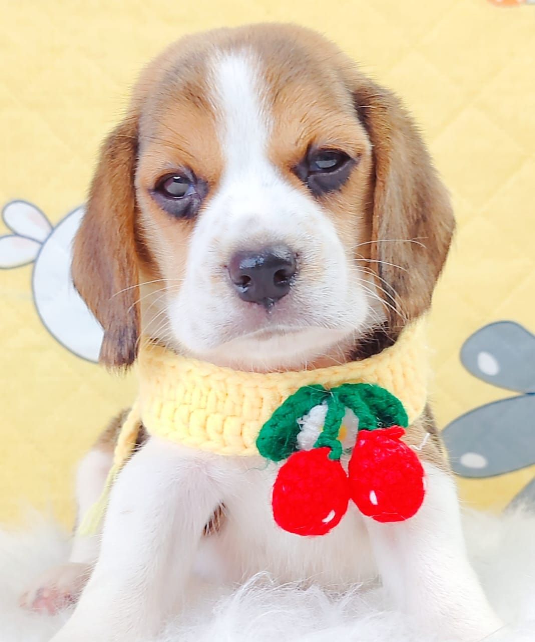 Beagle 米格鲁