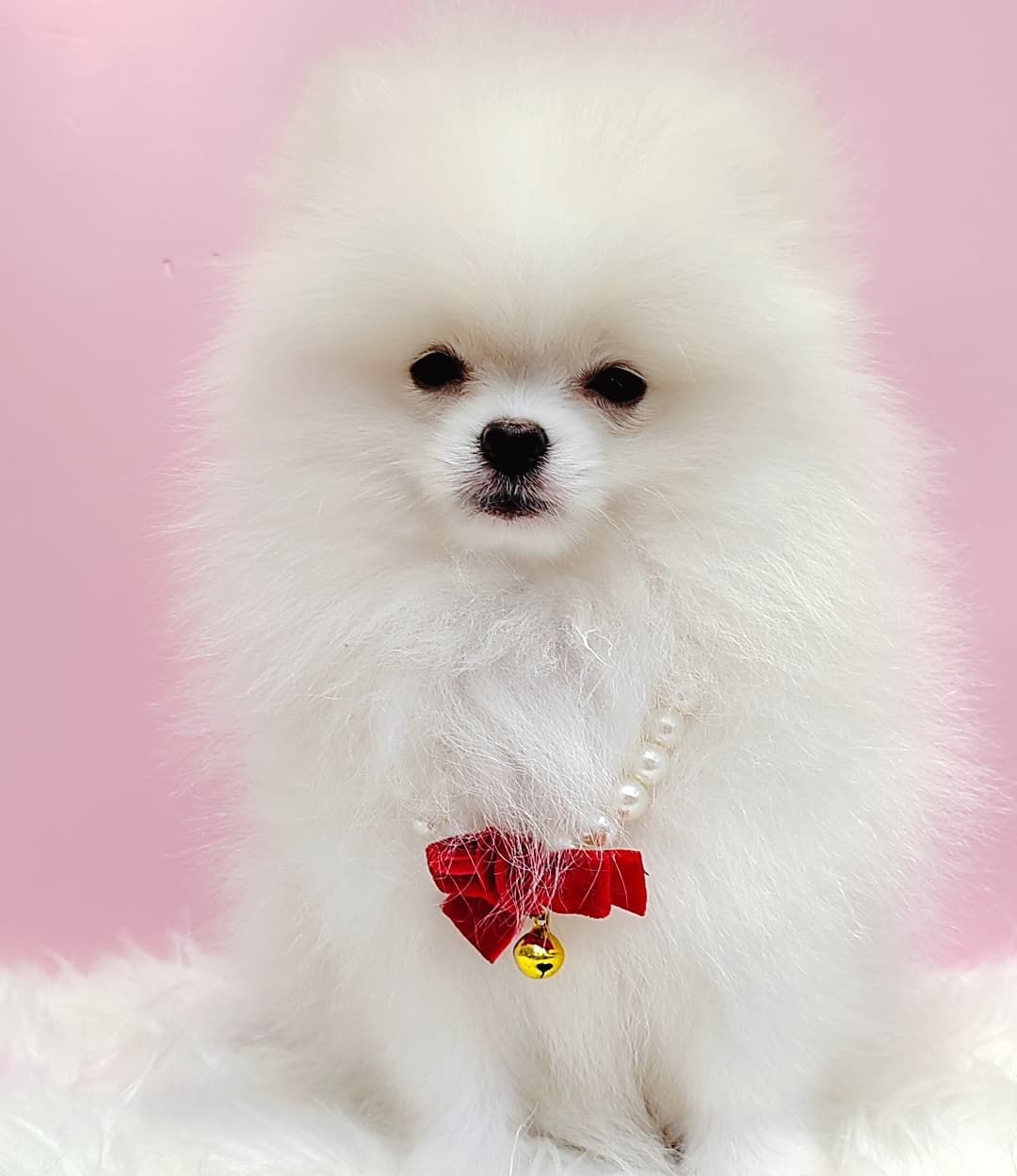 Pomeranian 博美