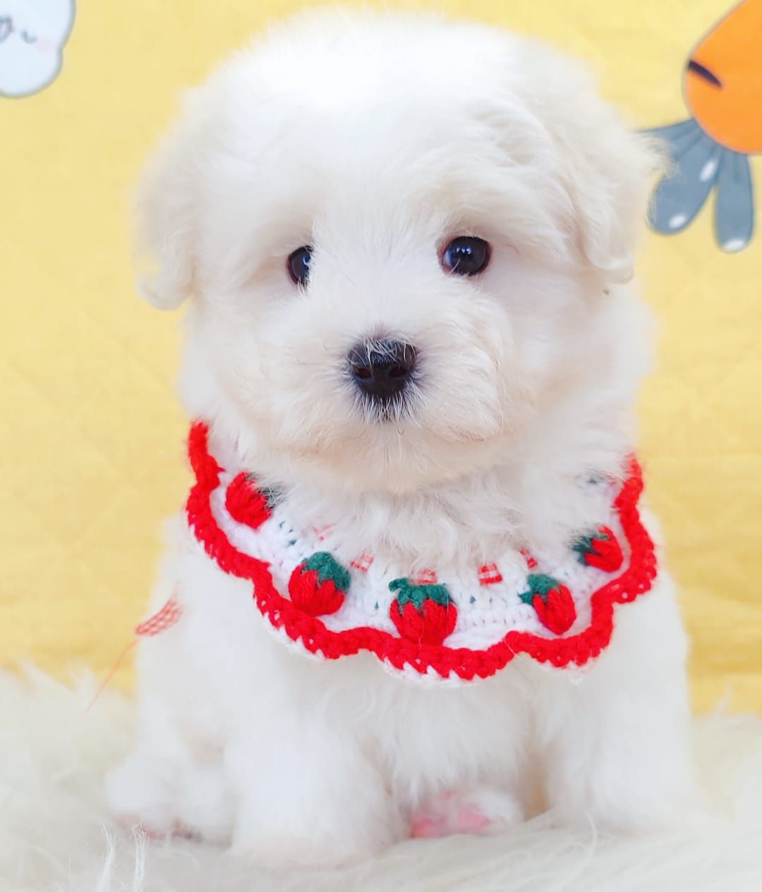 Maltipoo 马尔泰迪