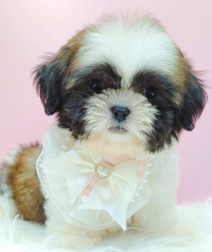 Shih Tzu 西施