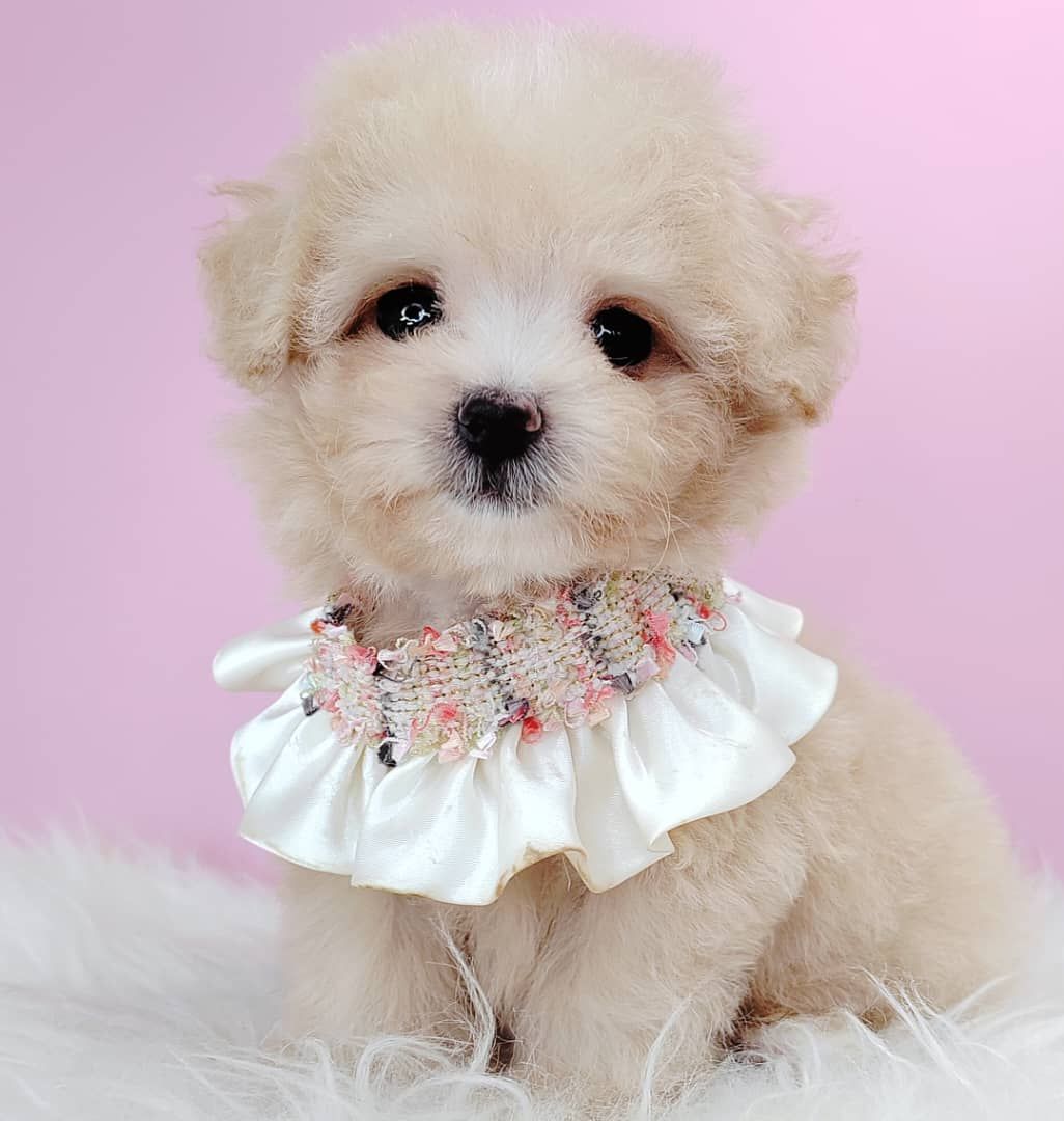 Maltipoo 马尔泰迪