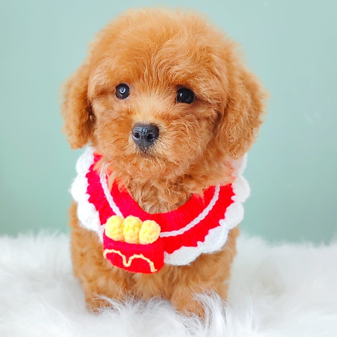 Poodle 娉拌开璐靛