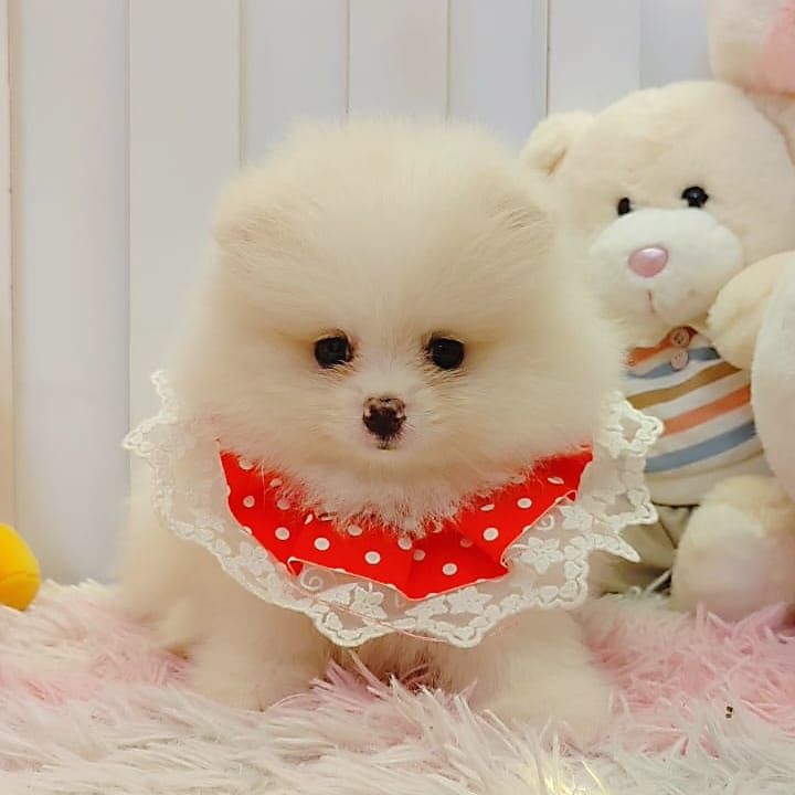 Pomeranian 博美