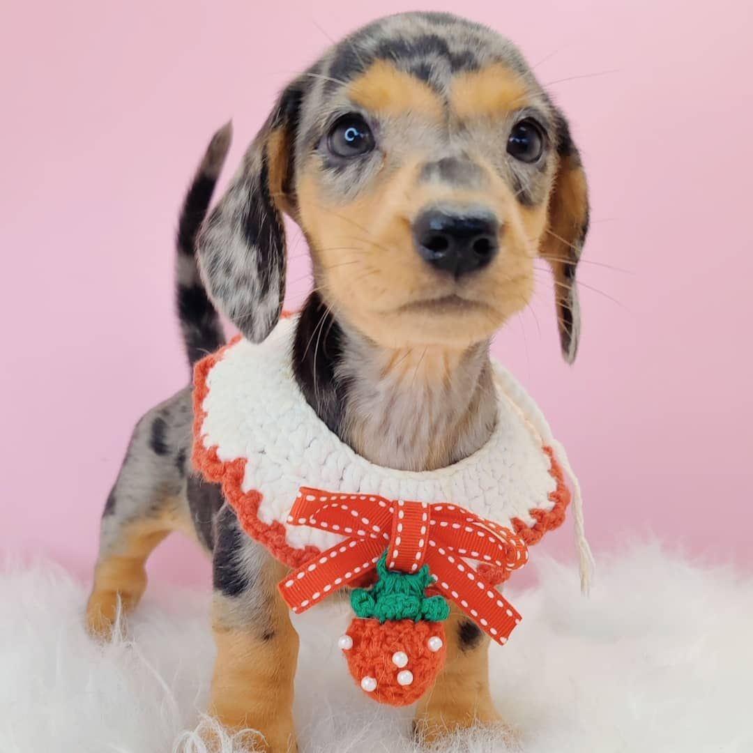 Dachshund 腊肠狗