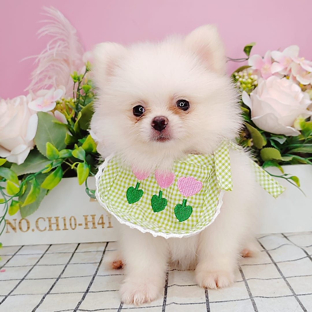 Pomeranian 博美