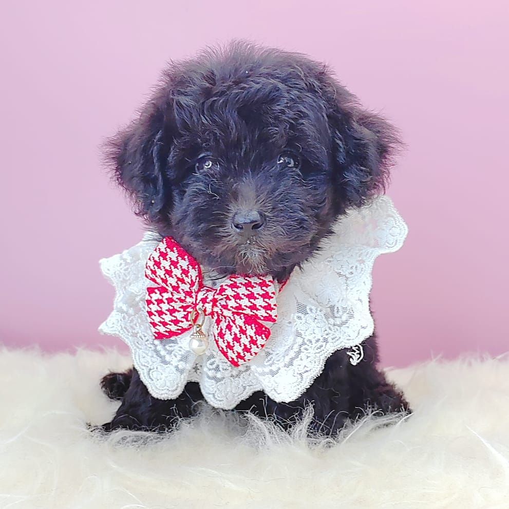 Poodle 娉拌开璐靛