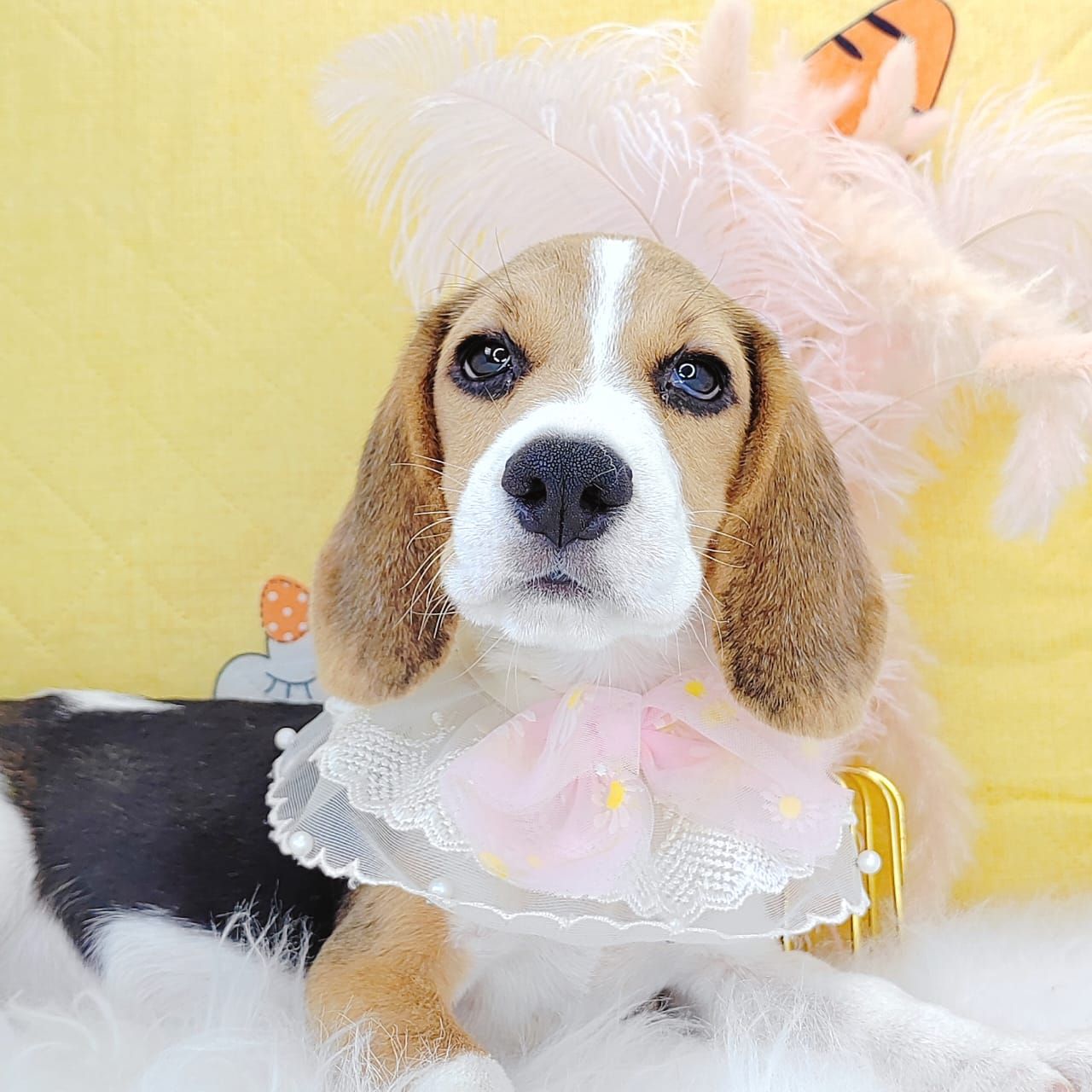 Beagle 米格鲁