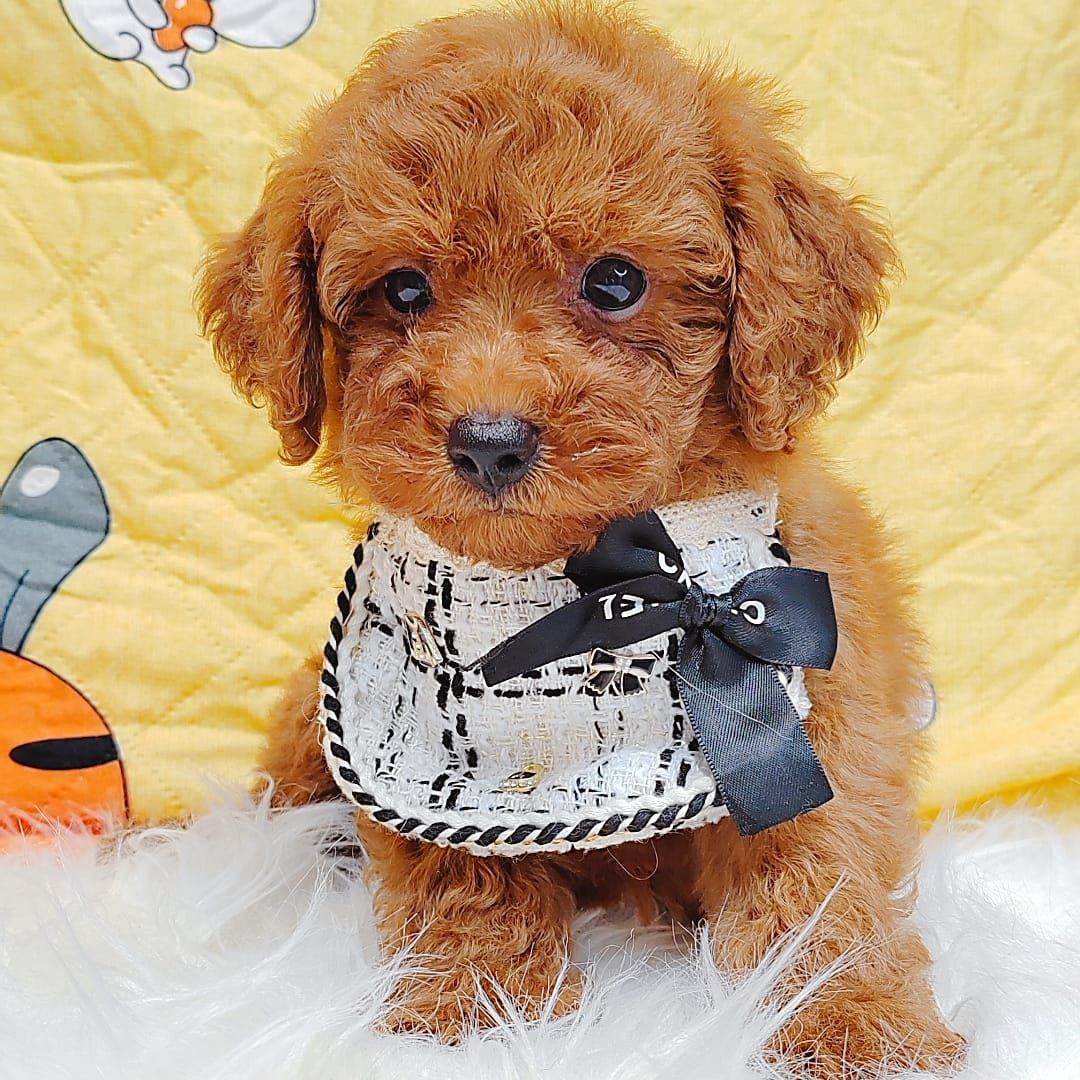 Poodle 娉拌开璐靛