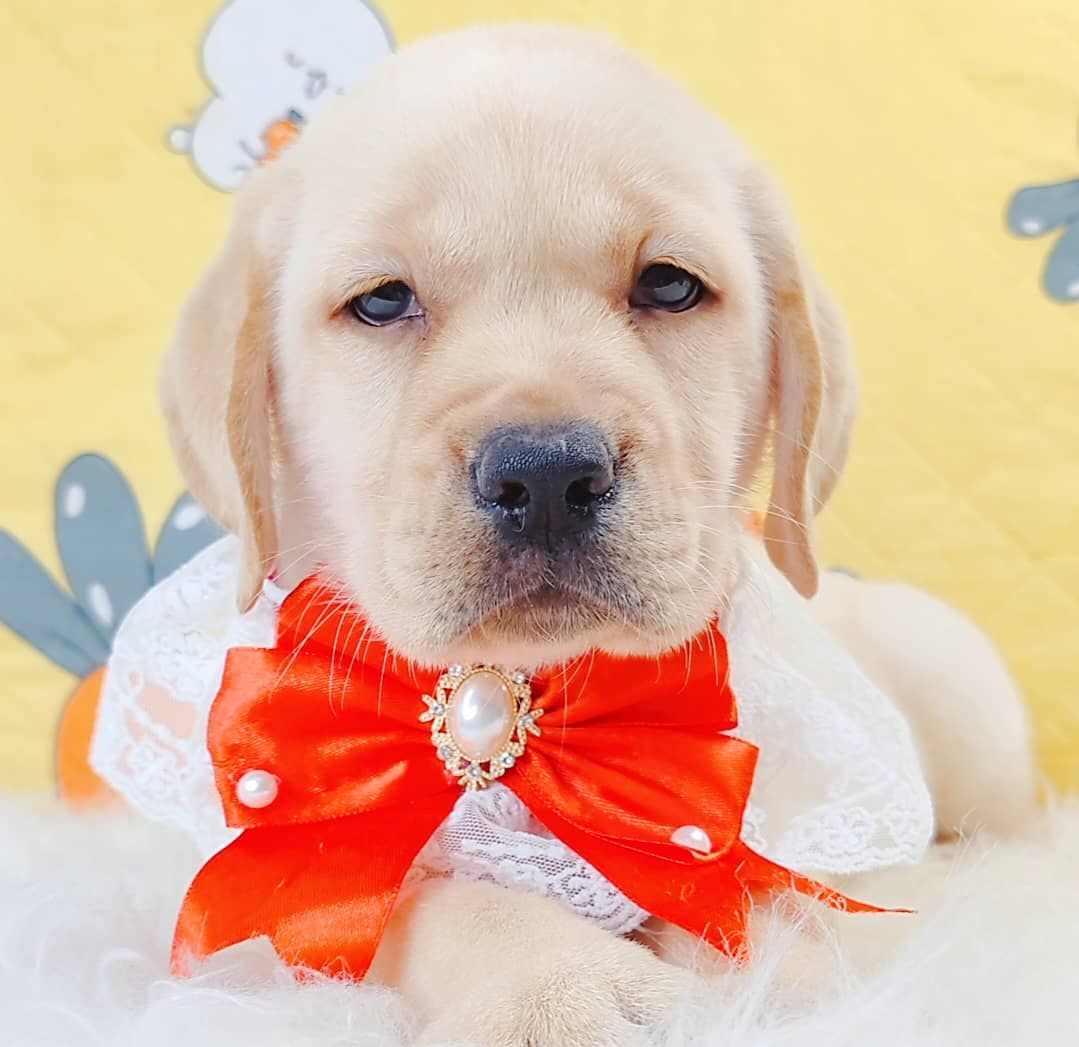 Labrador Retriever 拉布拉多