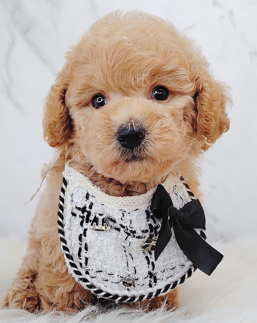 Poodle 璐靛娉拌开