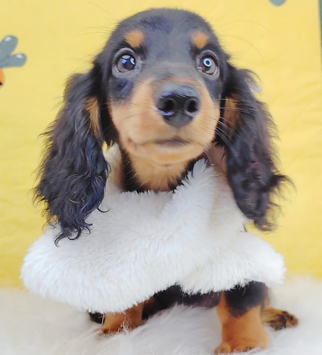*Long coat* Dachshund  长毛腊肠犬