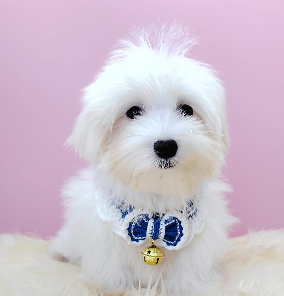 Maltese 马尔济斯