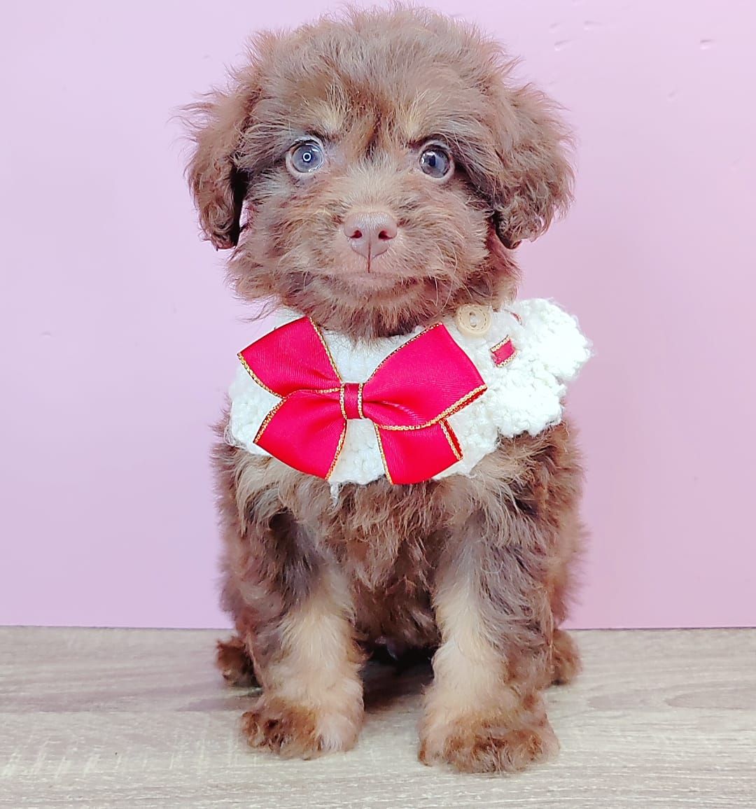 Poodle 娉拌开璐靛