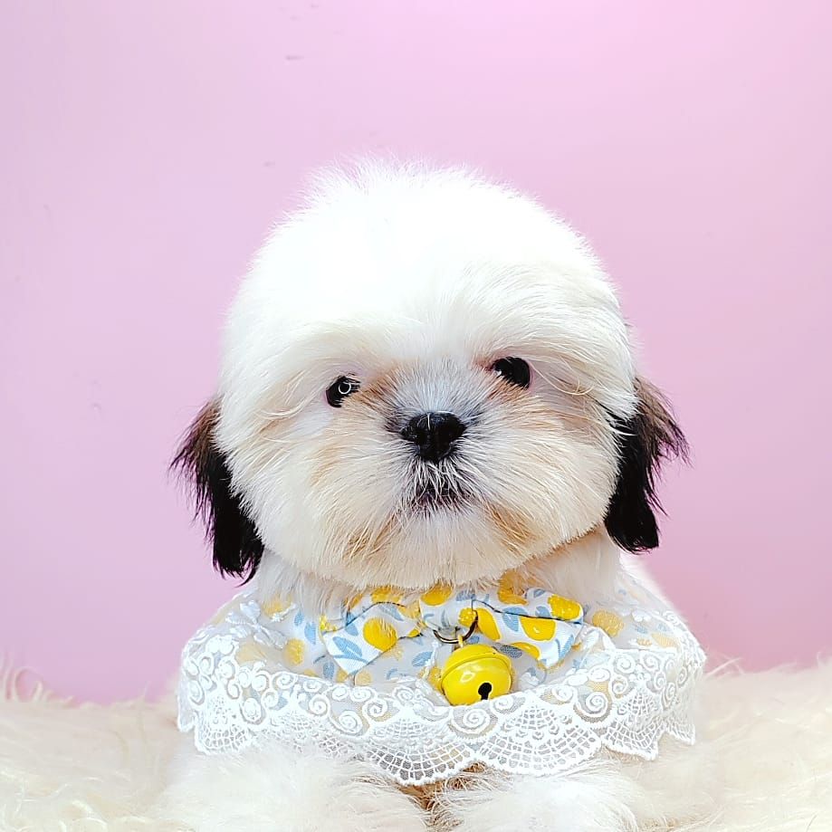 Shih Tzu 西施