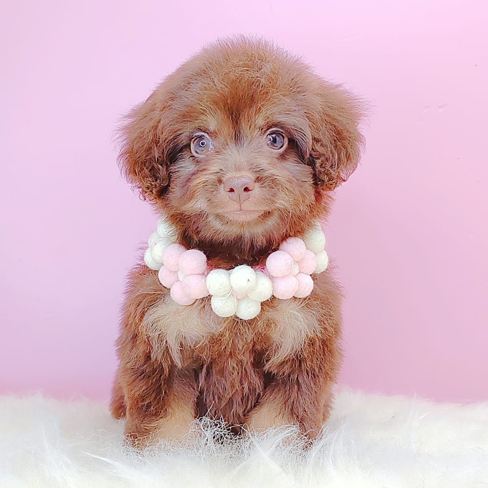 Poodle 娉拌开璐靛